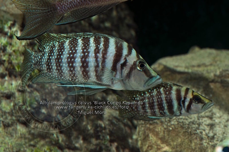 Altolamprologus calvus 'Kapampa'